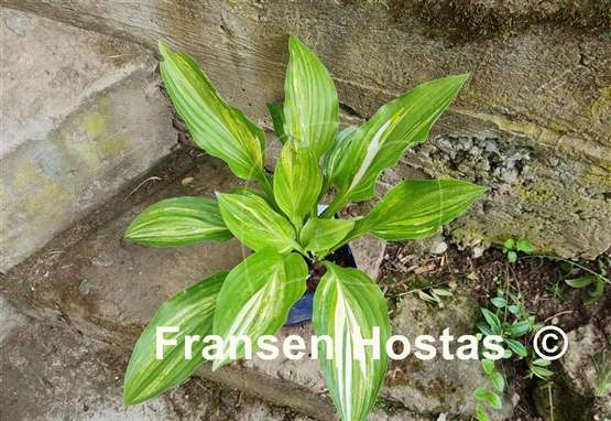 Hosta Swoosh